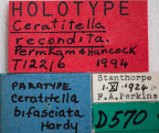 <i>Ceratitella recondita</i> Holotype label