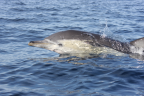 <i>Delphinus delphis</i> off Jervis Bay, ACT