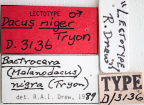 <i>Dacus niger</i> Lectotype label