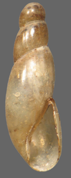 <em>Geostilbia gundlachi</em>. Height of shell: 3 mm