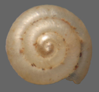<em>Semilaoma laevis</em>, dorsal view. Diameter of shell: 1.4mm.