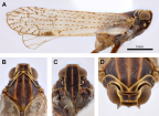 <i>Chidaea kimbaensis</i> Löcker and Holzinger. A: <i>habitus</i>, B-D: head.