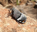 <i>Platybrachys lurida</i> Walker, adult.