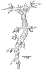 Family Bornellidae. <i>Bornella stellifer</i>.(from Beesley, Ross & Wells 1998) [S. Weidland]