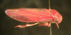 <i>Trocnada dorsigera</i> Walker, type species of <i>Trocnada</i> Walker, type genus of Trocnadini.