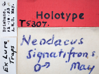 <i>Neodacus signatifrons</i> Holotype label