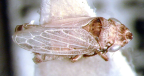 <I>Chiasmus varicolor </I>(Kirkaldy), macropterous adult.