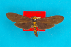<i>Pseudophanes melanoptera</i> Turner, 1940, male syntype