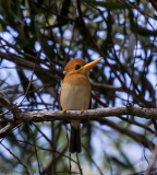 Yellow-billed Kingfisher, North Queensland