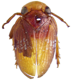 <i>Loisobrachys convexa</i> Constant, holotype female.