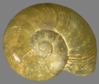 <em>Pseudechotrida mikros</em>, dorsal view.
Diameter of shell: 5mm