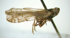 <I>Payastylus gekiae</I> Löcker & Fletcher, adult