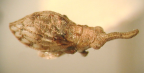 <i>Uloprora risdonensis</i> Evans, type species of <i>Uloprora</i> Evans.