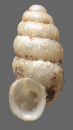 <em>Gastrocopta strangei</em>, apertural view. Height of shell: 3.5 mm