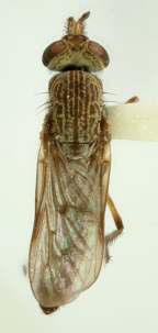 <I> Neodialineura saxatilis</I>  Female