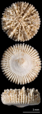 <i>Fungiacyathus (Bathyactis) turbinolioides</i>, upper and lower surfaces, and side view of skeleton.