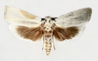 <I>Cryptophasa gypsomera</I> (Lower, 1903) female [photo by Len Willan]