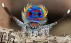 <i>Maratus speciosus</i> (O.P. -Cambridge, 1874)