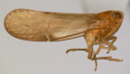 <i>Leptolamia lunata</i> Löcker, adult male