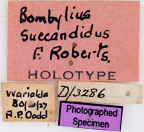 <i>Bombylius succandidus</i> Holotype label