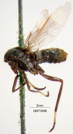 <i>Agapophytus ruficaudus</i> Holotype