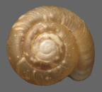 <em>Christianoconcha quintali</em>, dorsal view.
Diameter of shell: 2.1 mm.