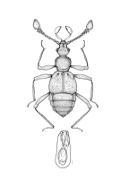 <I>Googarna auricomus </I>(Lea)