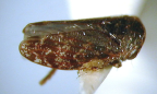 <i>Pauripo insularis</i> Evans, type species of <i>Pauripo</i> Evans.