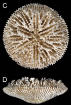 Calicular and lateral views of Letepsammia superstes