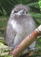 White Tern chick, Lord Howe Island, December 2011