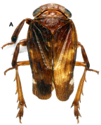 <i>Olonia rylandae</i> Constant, holotype male