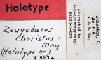<i>Zeugodacus choristus</i> Holotype label