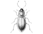 Hydraenidae