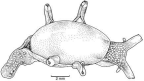 Family Oxynoidae. <i>Roburnella wilsoni</i>. (from Beesley, Ross & Wells 1998) [R. Plant]