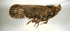 <I>Rhigedanus fomibundus</I> Emeljanov, adult