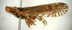 <I>Orphninus mouldsi</I> Emeljanov, adult