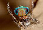 <i>Maratus tasmanicus</i> Otto & Hill, 2013