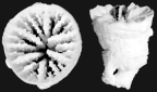 Calicular and lateral view of Rhizotrochus levidensis
