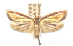 <I>Phytotrypa erythrotaenia</I> (Wallengren, 1861) [photo by Len Willan]