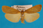 <i>Scoliacma adrasta</i> (Turner, 1940), male