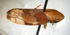 <i>Plexitartessus pulchellus</i> (Spångberg), adult female.