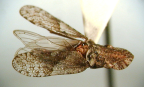 <I>Ledrospella monstrosa</I> (Evans), adult.