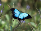 Ulysses Butterfly, North Queensland
