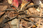 Lycosidae, or Wolf Spider