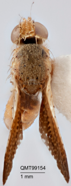 <i>Hyalopeza aristae</i> Holotype