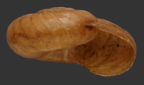 <em>Scagacola subcavernula</em>, apertural view.