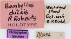 <i>Bombylius dulcis</i> Holotype label