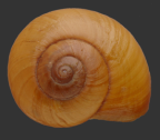 <em>Terrycarlessia turbinata</em>, dorsal view.
Diameter of shell:36 mm