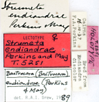 <i>Strumeta endiandrae</i> Lectotype label