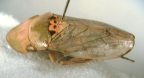 <i>Thaumatoscopus galeatus</i> Kirkaldy, adult.